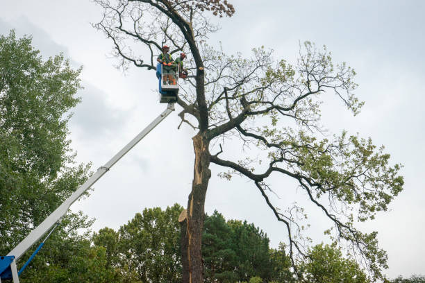 Ronan, MT Tree Service Company